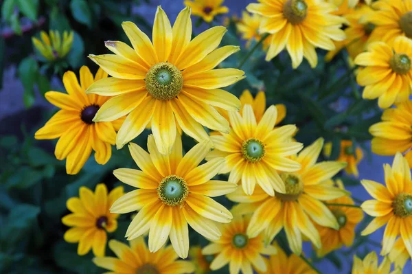 Clusters of yellow rudbeckia flowers blooming in the garden — Stock Photo, Image
