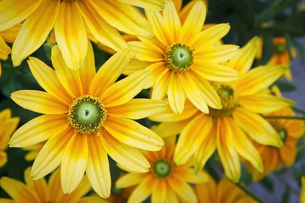 Clusters of yellow rudbeckia flowers blooming in the garden — Stock Photo, Image