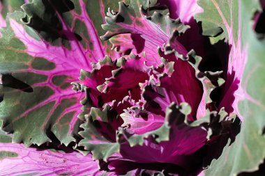 Süslü iki renkli lahana merkezinin makrosu