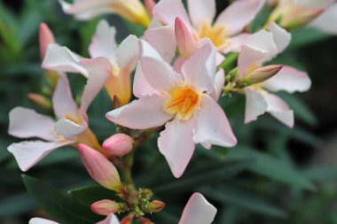 Pembe neryum orleander çalısı üzerinde narin çiçekler