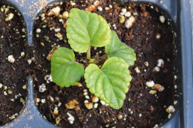 Başlangıç tepsilerinde yetişen salvia bitkileri.