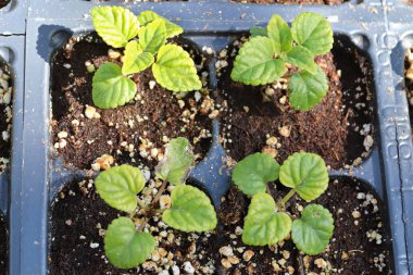 Başlangıç tepsilerinde yetişen salvia bitkileri.