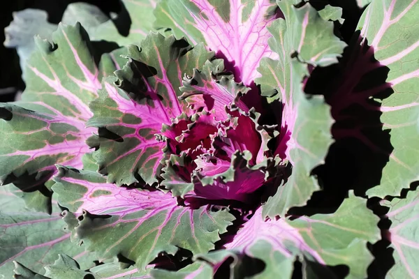 Süslü iki renkli lahana merkezinin makrosu