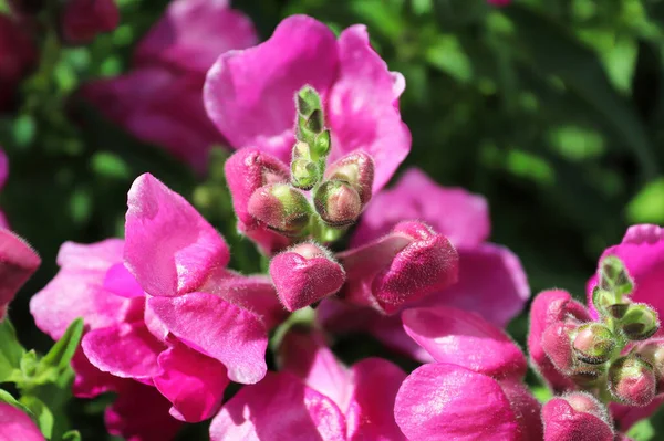 Delicati boccioli rosa e fiori su uno snapdragon — Foto Stock