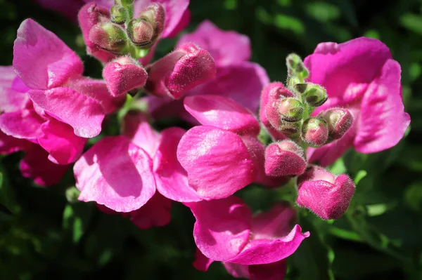 Delikata rosa knoppar och blommor på en snapdragon — Stockfoto