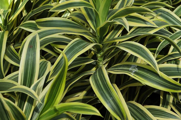 여러 개 의 드라 카 헤나 식물에 붙어 있는 잎을 막는 모습 — 스톡 사진