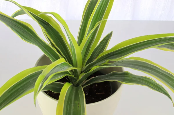 Primer plano de una dracaenaplant sobre un fondo blanco —  Fotos de Stock