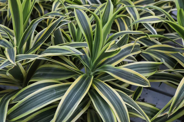 Pendekatan daun pada beberapa tanaman dracaena — Stok Foto
