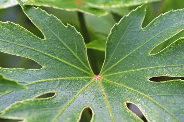 Μακρο των φύλλων σε ένα φυτό Japonica Spider Web — Φωτογραφία Αρχείου