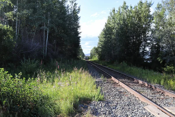 Yalnız bir tren yolu ağaçlık bir alanda kaybolur. — Stok fotoğraf