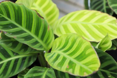 Zebrina Calathea bitkisindeki yaprakların makro görüntüsü.