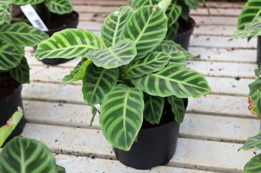 Bir su masasında saksı zebrina calathea bitkisi.