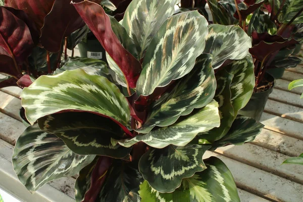 Bicolor leaves on the peacock calathea plant — Stock Photo, Image