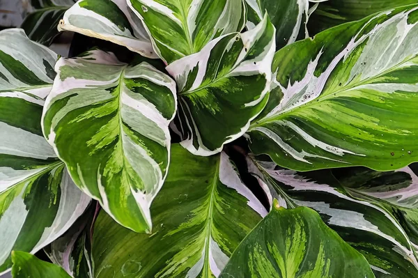 Bicolor daun pada tanaman merak calathea — Stok Foto