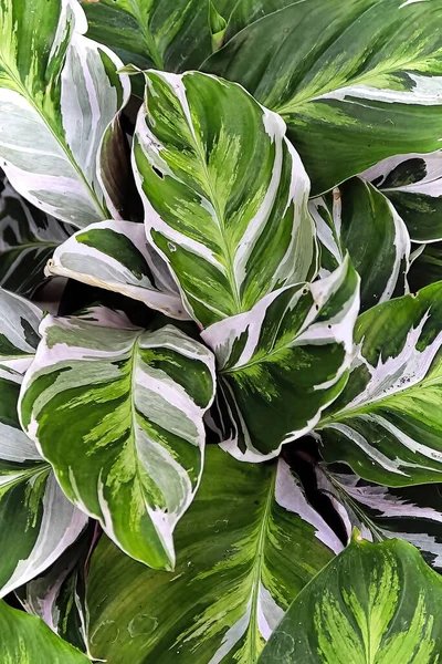 Bicolor daun pada tanaman merak calathea — Stok Foto