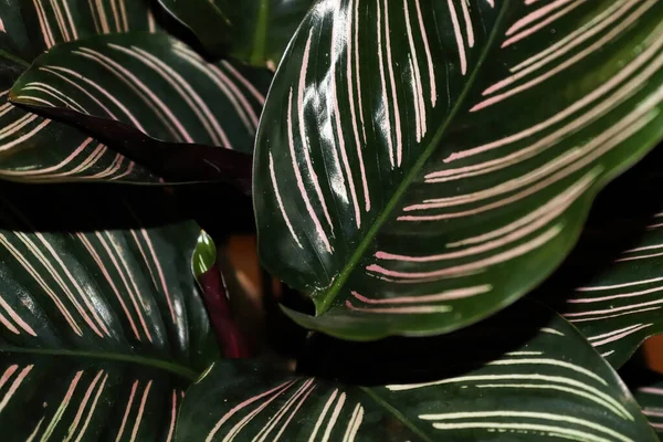 잎 이무성 한 칼라 테아 식물에 있는 잎을 간단 히들여다봄 — 스톡 사진