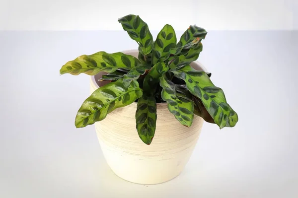 Bir çıngıraklı yılan Calathea bitkisi beyaz bir zemin oluşturur.