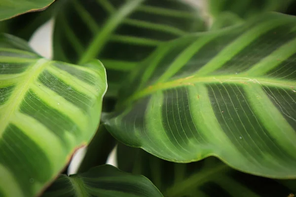 얼룩말 칼레 테아 식물에 있는 잎들을 간단 히들여다본 모습 — 스톡 사진