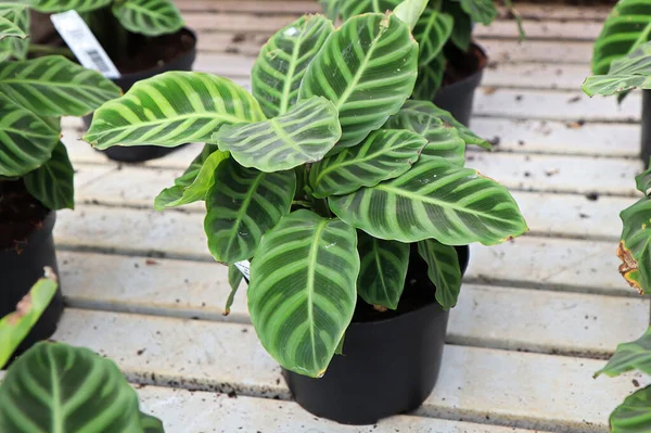 Bir su masasında saksı zebrina calathea bitkisi.