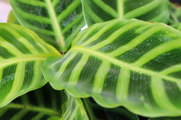Makro syn på bladen på en zebrina calatea växt — Stockfoto