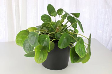 Beyaz arkaplana karşı bir pilea bitkisinin kapatılması