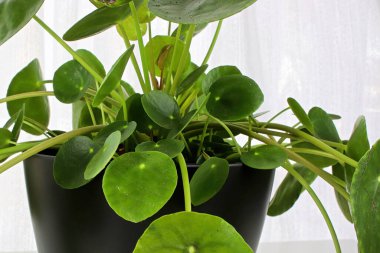 Beyaz arkaplana karşı bir pilea bitkisinin yan görüntüsü