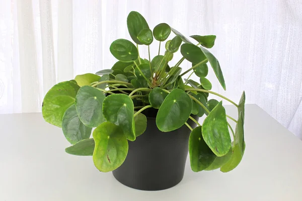Beyaz arkaplana karşı bir pilea bitkisinin kapatılması