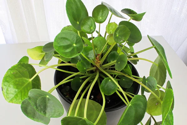 Macro photos of the leaves on a money pilea plant — Stock Photo, Image