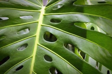 İsviçre peynirli canavar bitkisinin yaprakları.