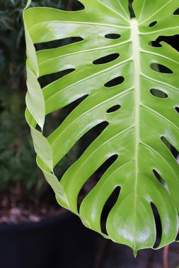 İsviçre peynirli canavar bitkisinin yaprakları.