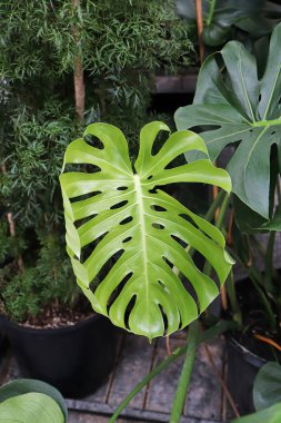 İsviçre peynirli canavar bitkisinin yapraklarının yakın çekimi.