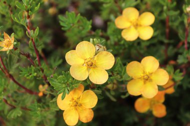 Yazın sarı potentilla çiçekleri kapanıyor.