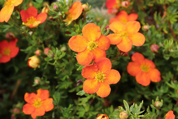 Closeup of orange potentilla shrub flowers in summer — Stock Photo, Image