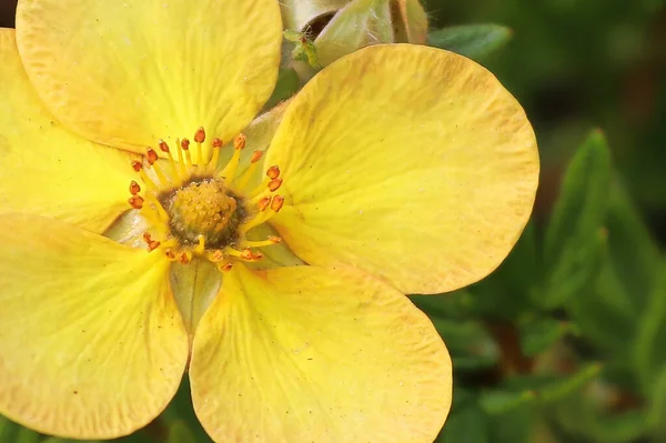 Macro de fleurs d'arbustes potentiels jaunes en été — Photo