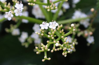 Arrowwood viburnum çalılığında çiçek makrosu