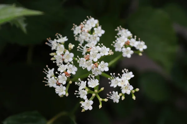Primer plano de las flores en un arbusto viburnum Arrowwood —  Fotos de Stock
