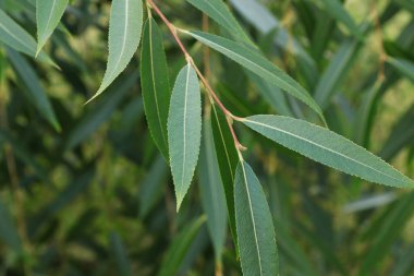 Söğüt ağacındaki uzun yaprakların yakınına.