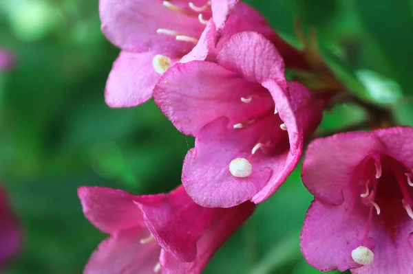 Macro das flores de flor rosa em uma weigela — Fotografia de Stock