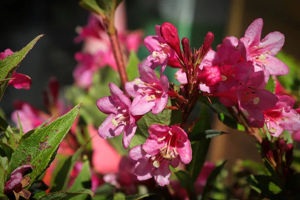 Fechar das flores de flor rosa em uma weigela — Fotografia de Stock