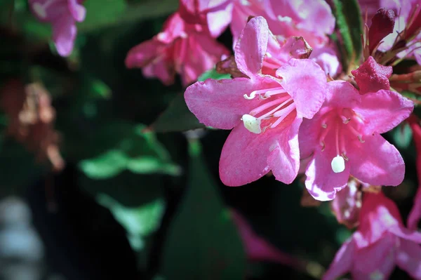 Macro das flores de flor rosa em uma weigela — Fotografia de Stock
