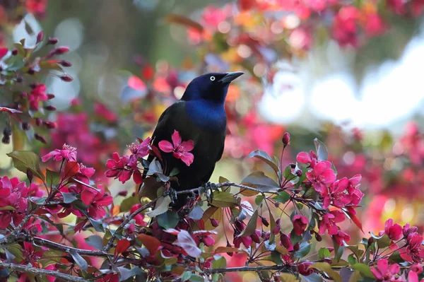 Um grackle comum senta-se entre a flor rosa em uma árvore — Fotografia de Stock