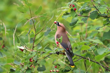 Closeup of a Cedar Wax Wing bird eating Saskatoon berries