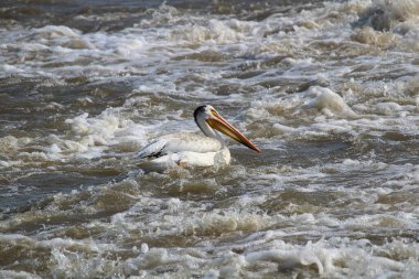 An American White Pelican swims in white water