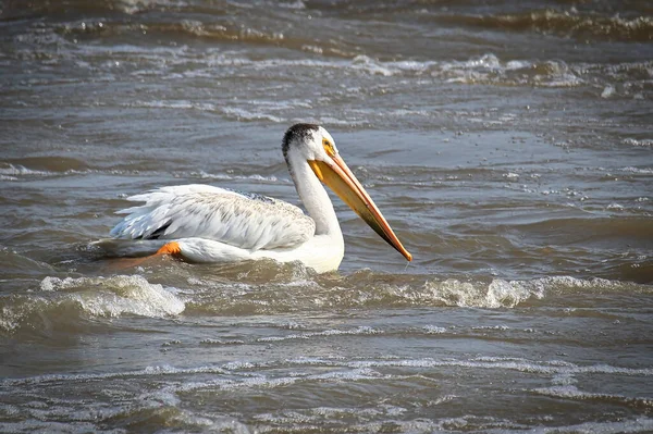 Ein amerikanischer Weißpelikan schwimmt im Wildwasser — Stockfoto