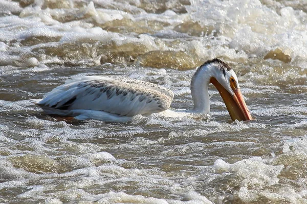 Ein amerikanischer Weißpelikan schwimmt im Wildwasser — Stockfoto