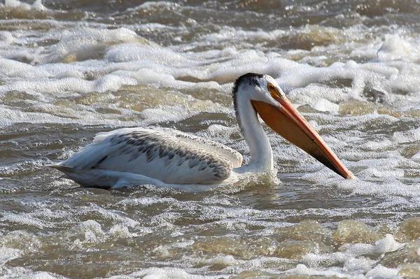 An American White Pelican swims in white water — Stock Photo, Image