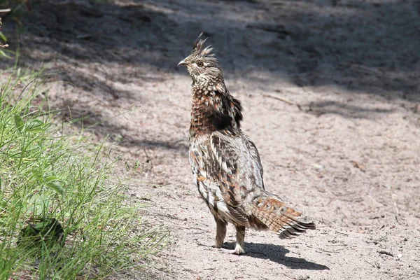 A ruffed grouse displaying on a gravel road — Stock Photo, Image