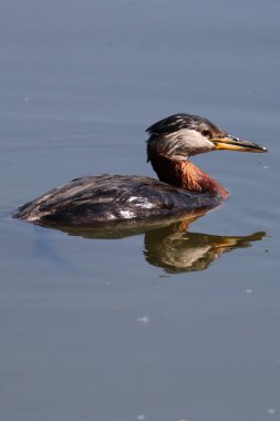 Closeup of a red-necked grebe swimming in reflective water