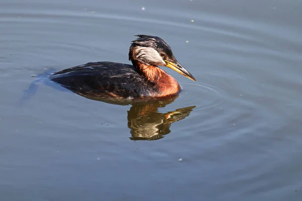 Closeup of a red-necked grebe swimming in reflective water — Stok fotoğraf