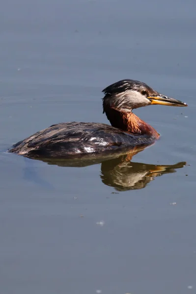 Nahaufnahme eines Rothalstauchers, der im spiegelnden Wasser schwimmt — Stockfoto